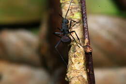 Image of Polyrhachis armata (Le Guillou 1842)