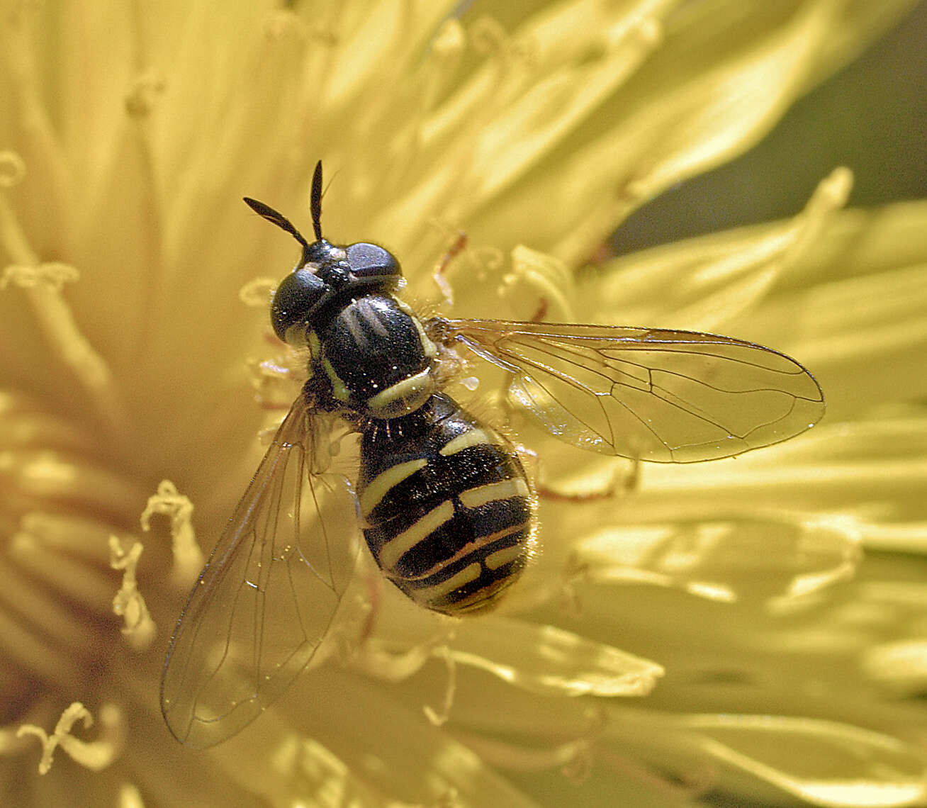 Plancia ëd Chrysotoxum arcuatum (Linnaeus 1758)