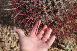 Image of Fire Barrel Cactus