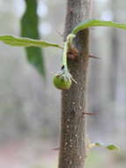 Image de Solanum stelligerum Sm.