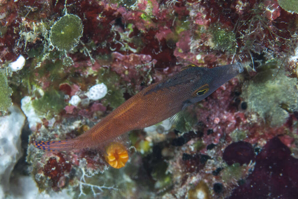 Image of Black-headed Leatherjacket