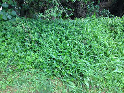 Image of small-leaf spiderwort