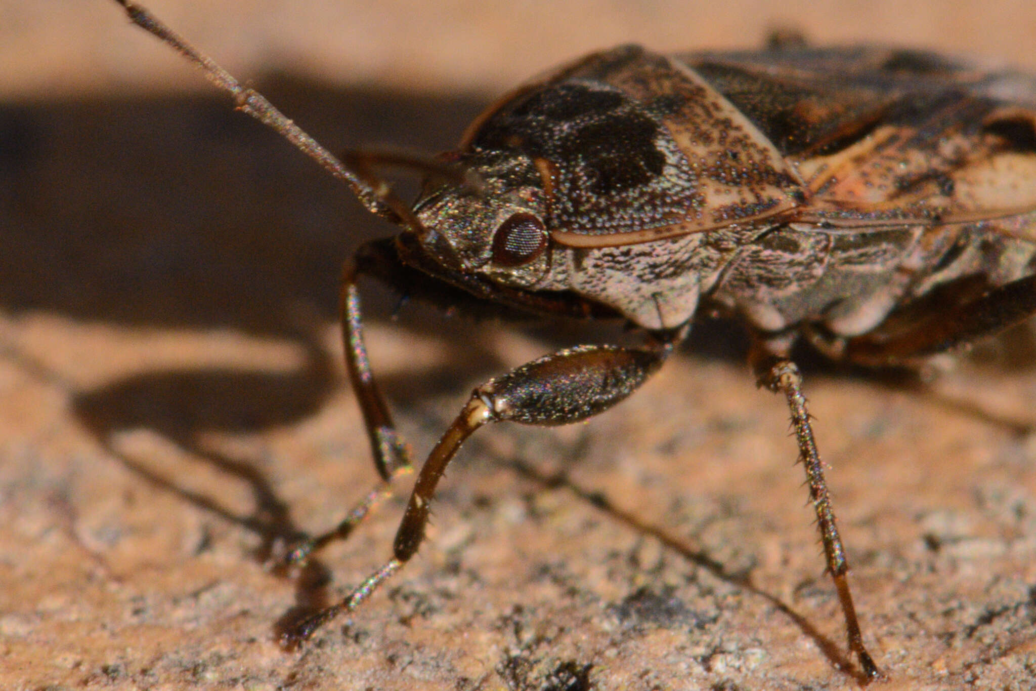 Image of Naphius apicalis (Dallas & W. S. 1852)