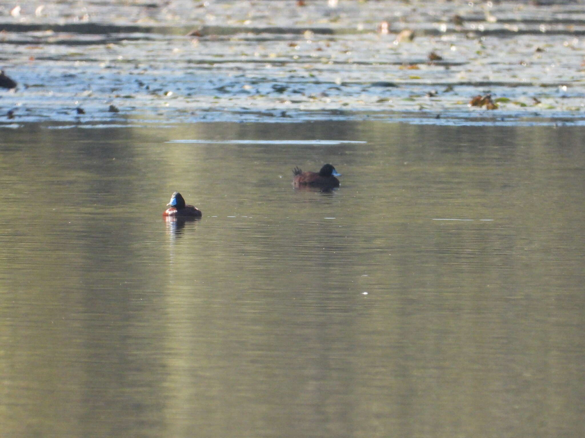 Image of Blue-billed Duck