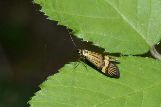 Imagem de Nemophora degeerella Linnaeus 1758