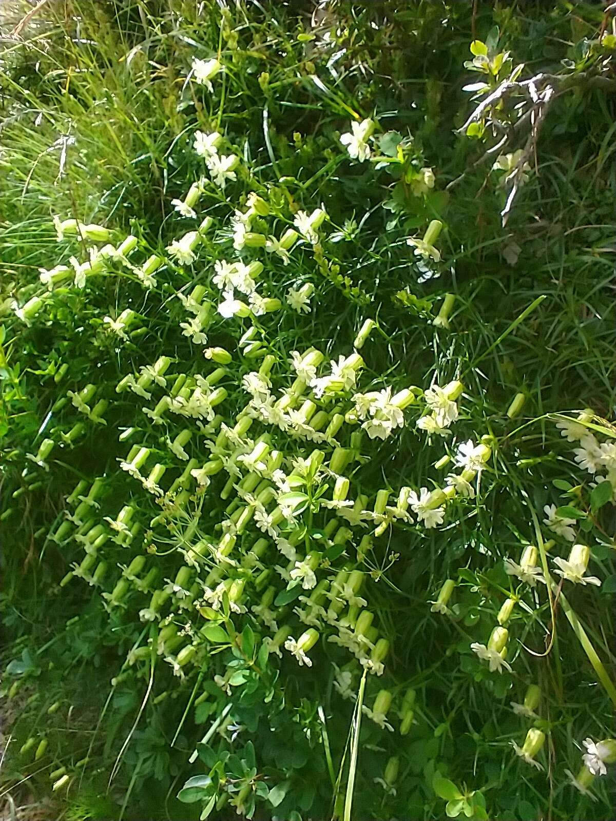 Image of Silene morrisonmontana var. glabella (Ohwi) Ohwi & Ohashi