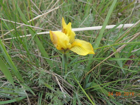 Image of Iris humilis Georgi