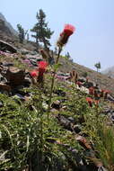 Image of <i>Cirsium <i>arizonicum</i></i> var. arizonicum