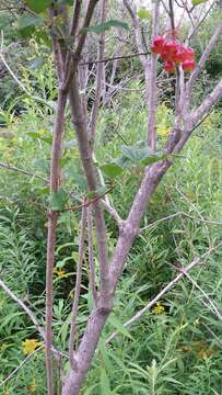 Imagem de Viburnum opulus L.