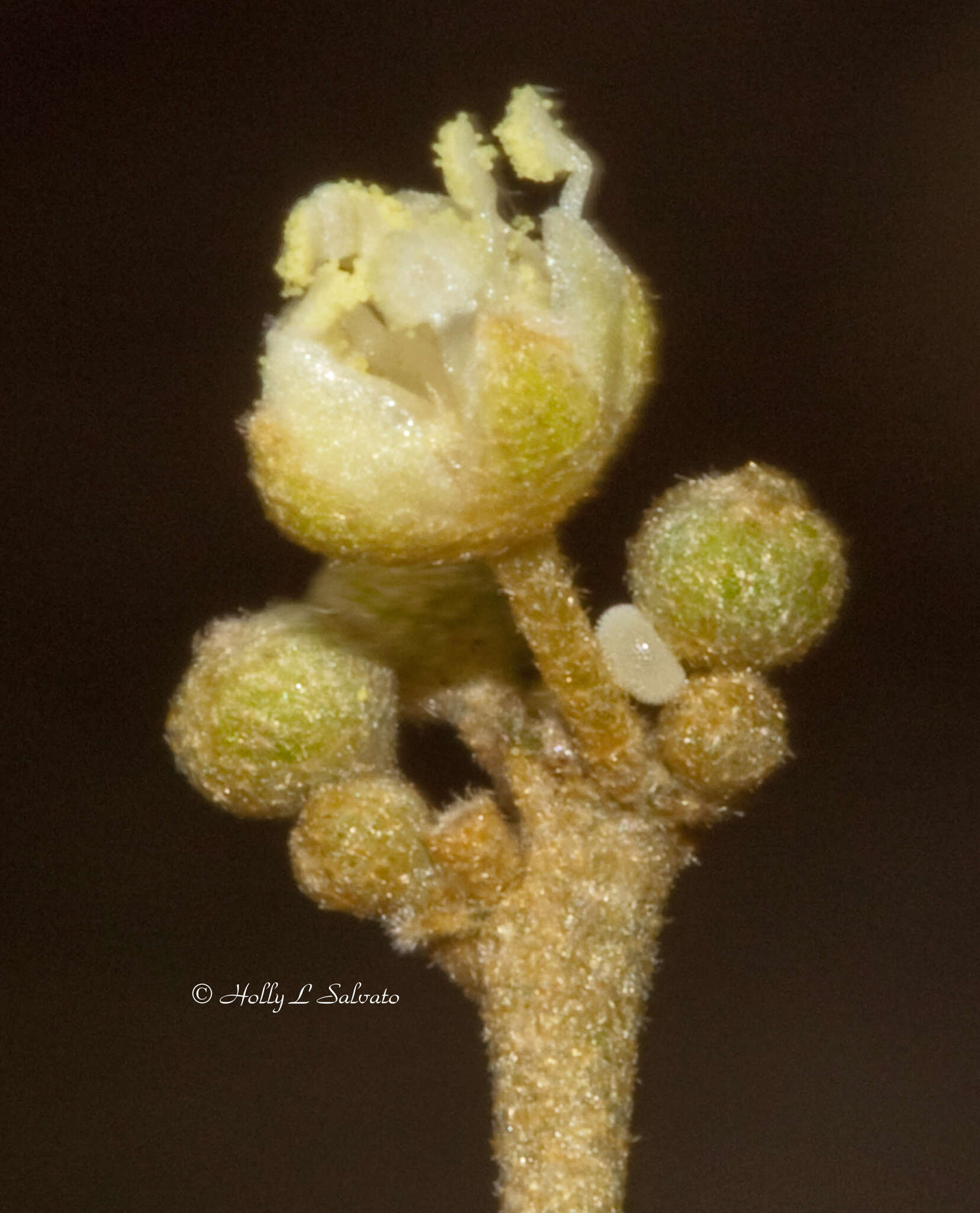 Image of Bartram's hairstreak Butterfly