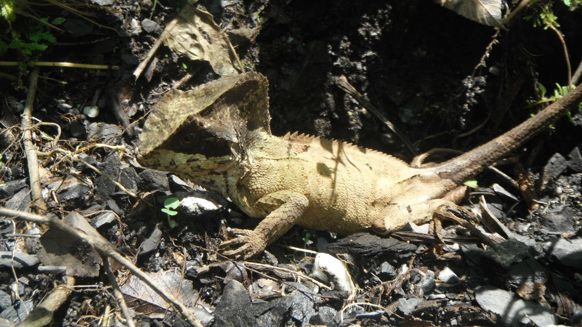 Image of Hernandez's helmeted iguana