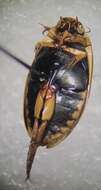 Image of Predaceous diving beetle