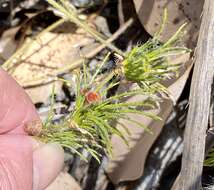 Image of Desmocladus fasciculatus (R. Br.) B. G. Briggs & L. A. S. Johnson