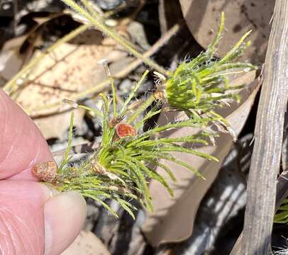 Desmocladus fasciculatus (R. Br.) B. G. Briggs & L. A. S. Johnson的圖片