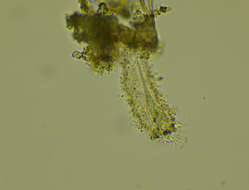 Image of Tintinnidium fluviatile