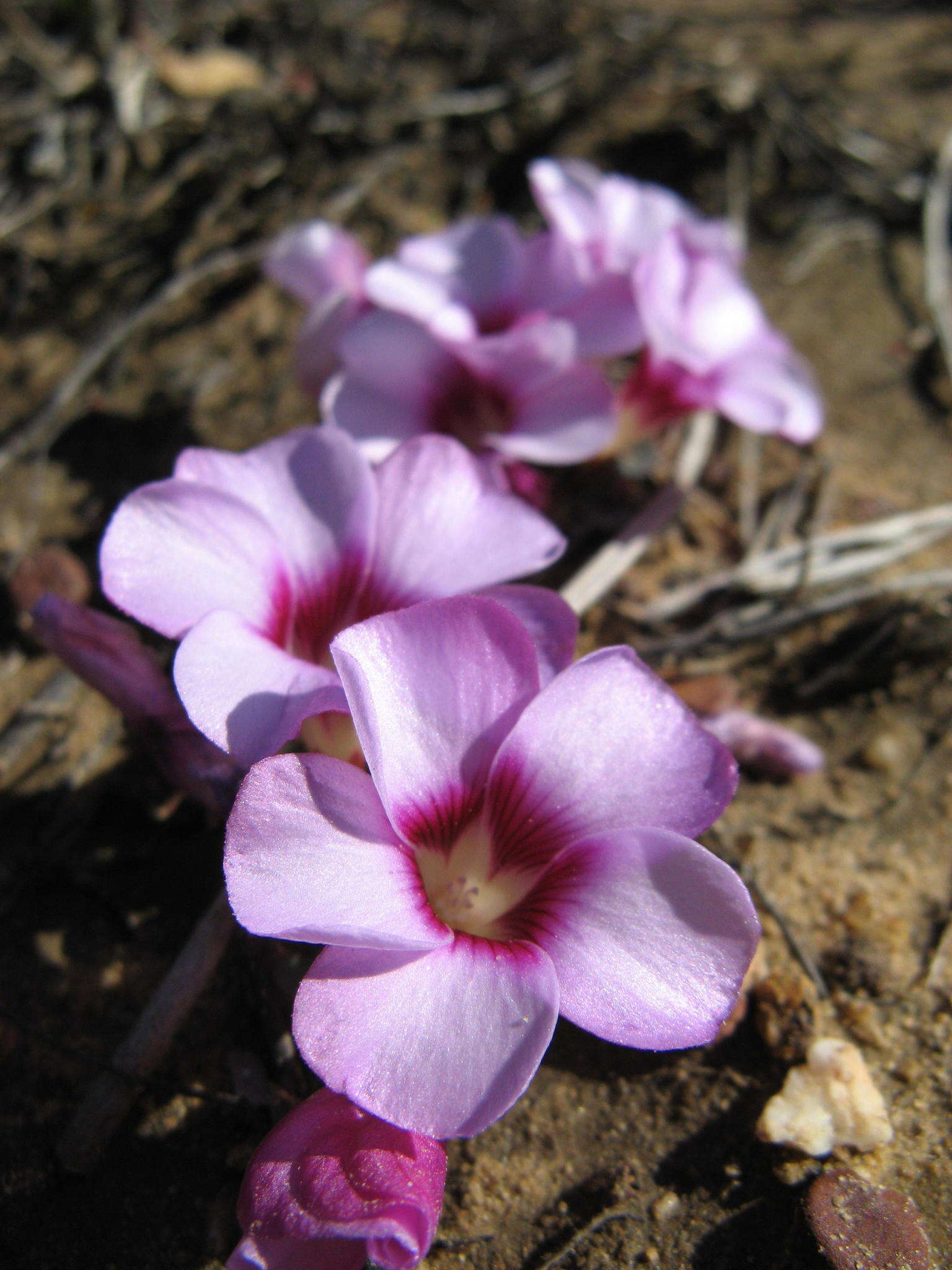 Sivun Oxalis stokoei Weintroub kuva