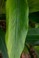 Image of Alpinia maclurei Merr.
