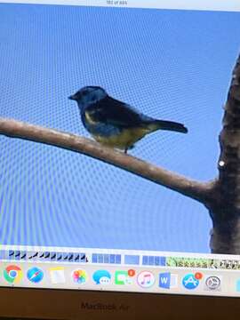 Image of Turquoise Tanager