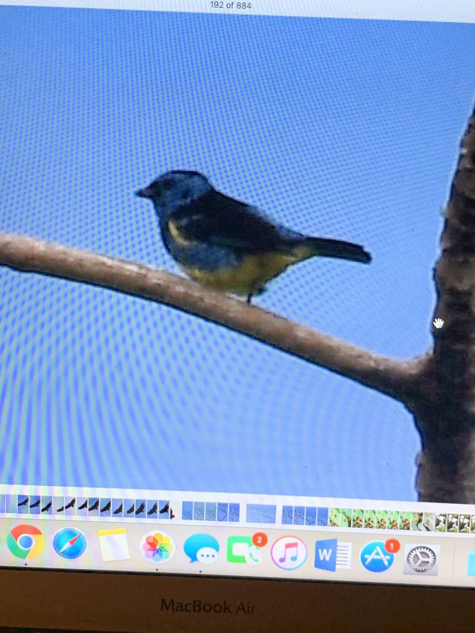 Image of Turquoise Tanager