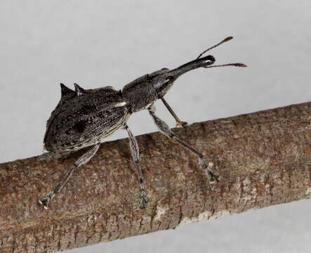 Image de Eurhynchus quadrituberculatus Boheman 1839