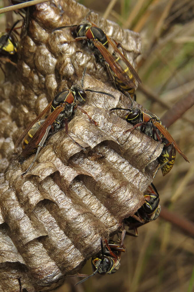 Image of Polistes cinerascens de Saussure 1854