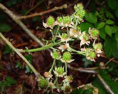 صورة Rubus accrescens Newton