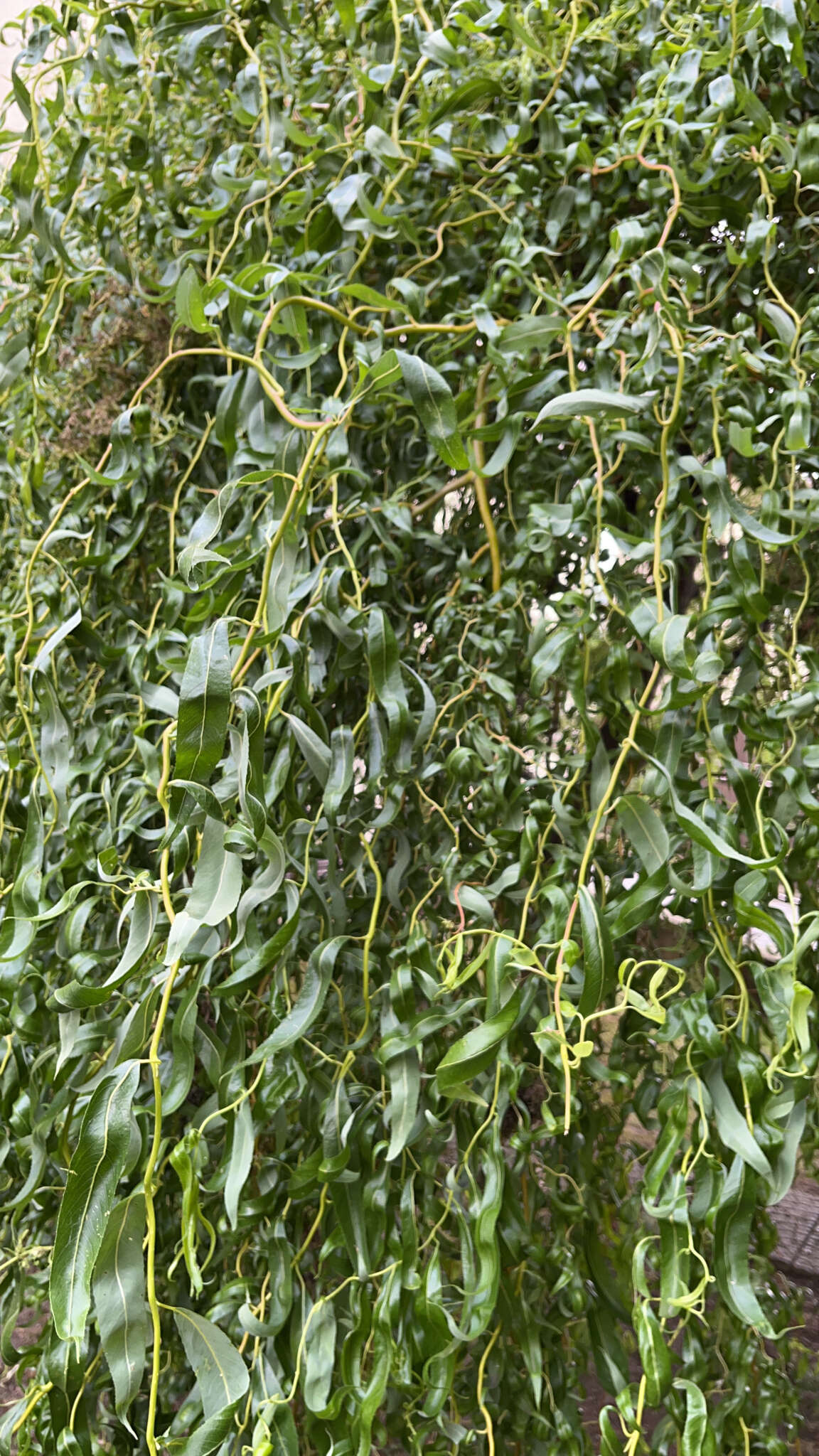Image of Salix pendulina f. erythroflexuosa