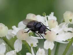 Image of Litophasia hyalipennis (Fallen 1815)