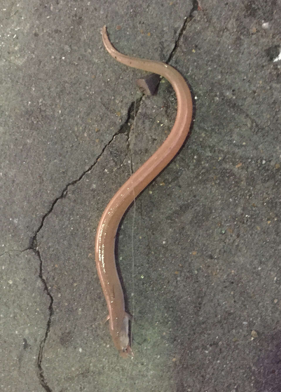 Image of Pallid Snake Eel