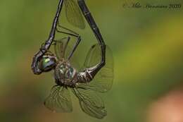 Image of Fine-lined Emerald