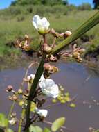 Слика од Echinodorus grandiflorus (Cham. & Schltdl.) Micheli