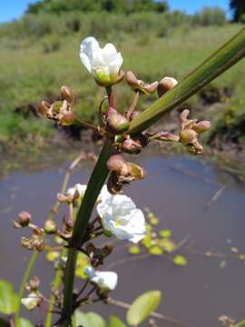 Слика од Echinodorus grandiflorus (Cham. & Schltdl.) Micheli