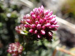 Image of Metalasia phillipsii subsp. incurva (Pillans) Karis