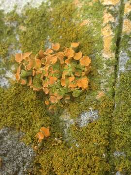 Image of edrudia lichen