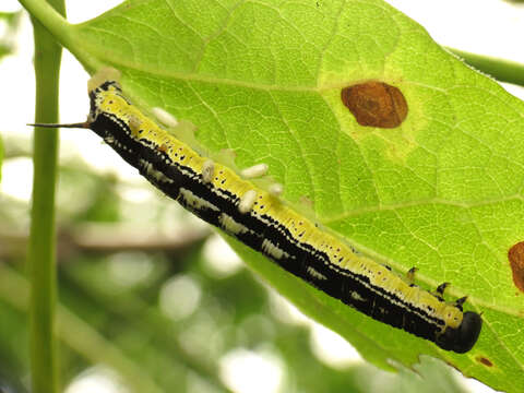 Cotesia congregata bracovirus resmi