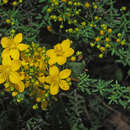 Image of Hypericum empetrifolium subsp. empetrifolium