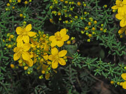 Image de Hypericum empetrifolium subsp. empetrifolium