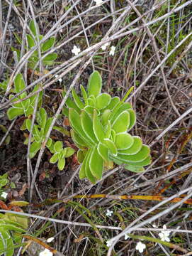 Image of Crassula ciliata L.