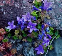 Image of Peach-leaf Bellflower