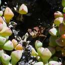 Image of Oscularia piquetbergensis (L. Bol.) H. E. K. Hartm.