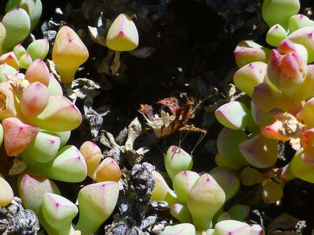 Imagem de Oscularia piquetbergensis (L. Bol.) H. E. K. Hartm.