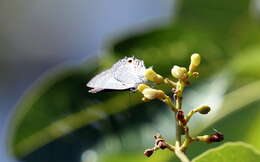 Imagem de Anthene lycaenoides (Felder 1860)