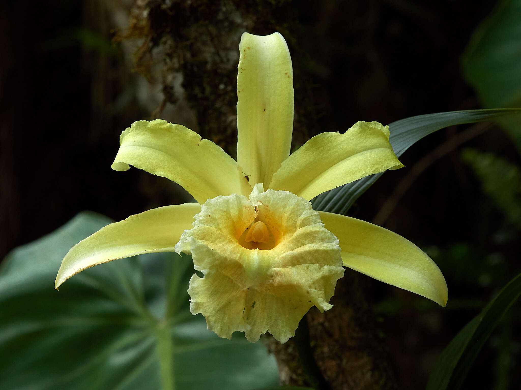 صورة Sobralia xantholeuca B. S. Williams