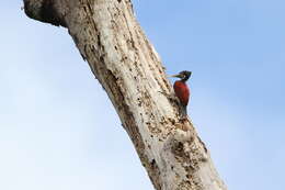 Image of Crimson-backed Flameback