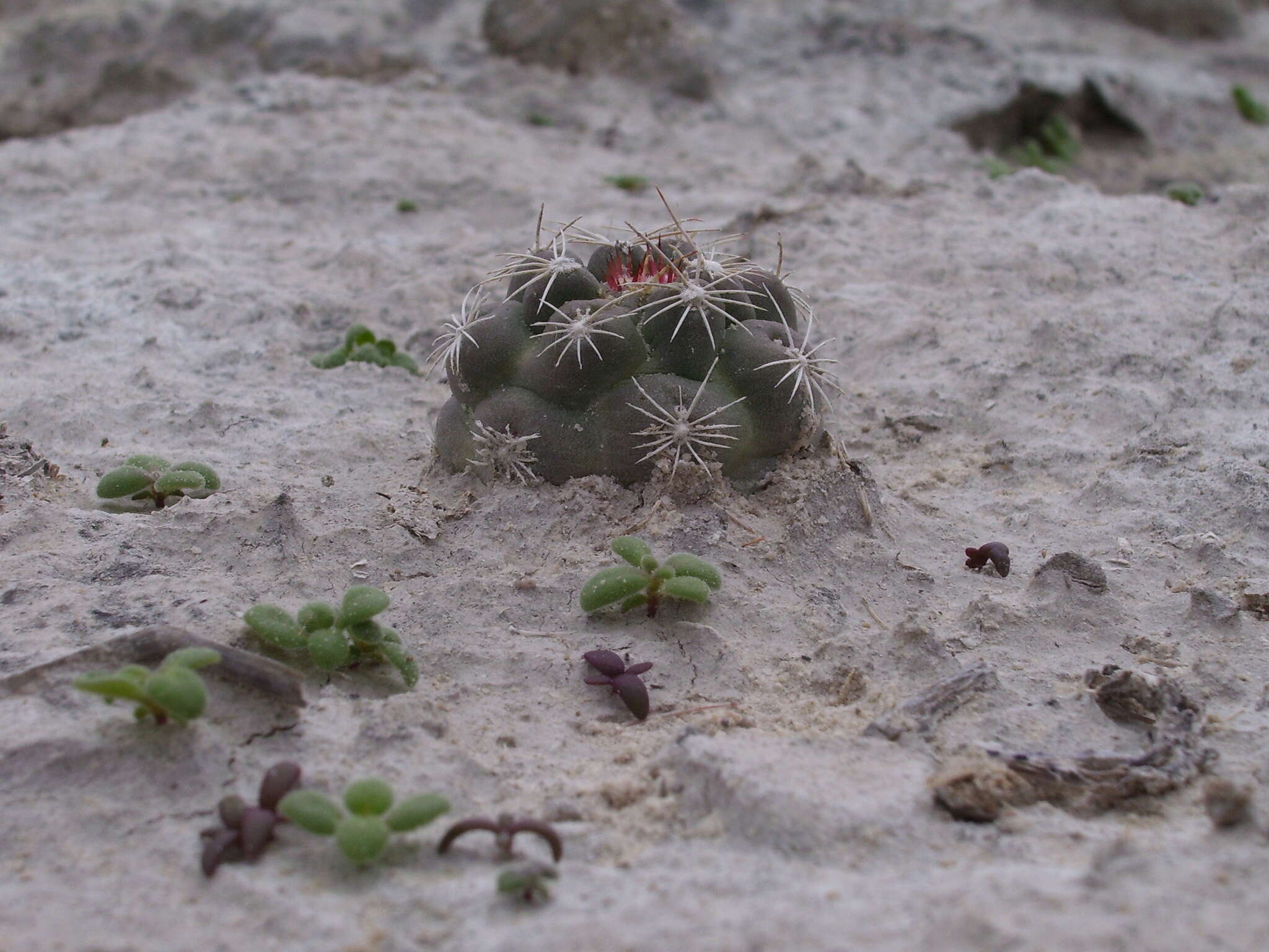 Image of Ancistrocactus pinkavanus