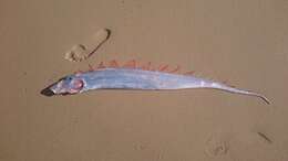 Image of Blackflash ribbonfish