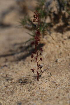 Image de Drosera radicans N. Marchant