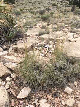 Imagem de Muhlenbergia setifolia Vasey