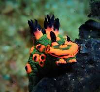 Image de Nembrotha rosannulata Pola, Cervera & Gosliner 2008