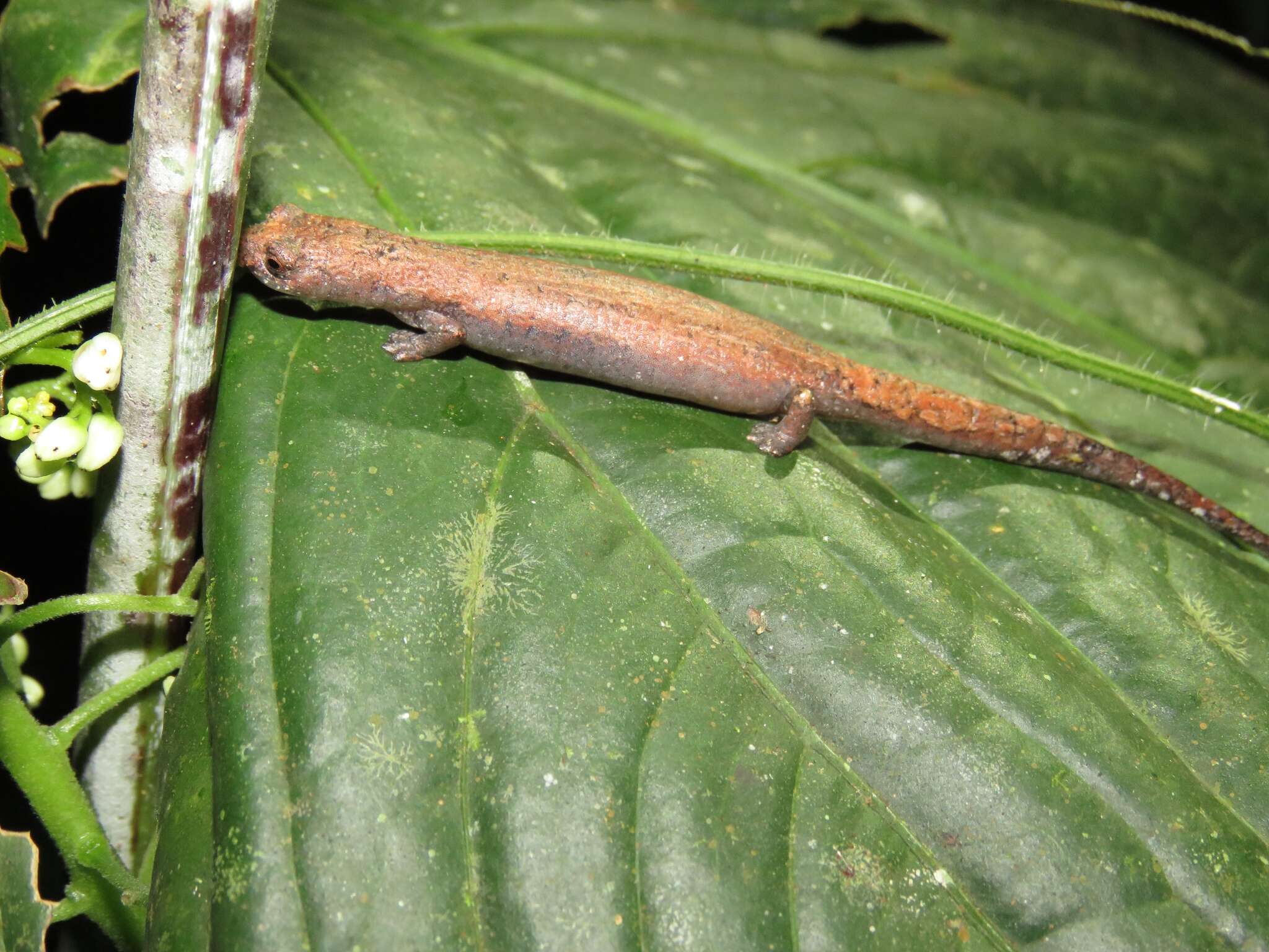 Image of Nauta Salamander